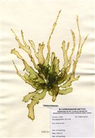 藏品(裂片石蓴)的圖片